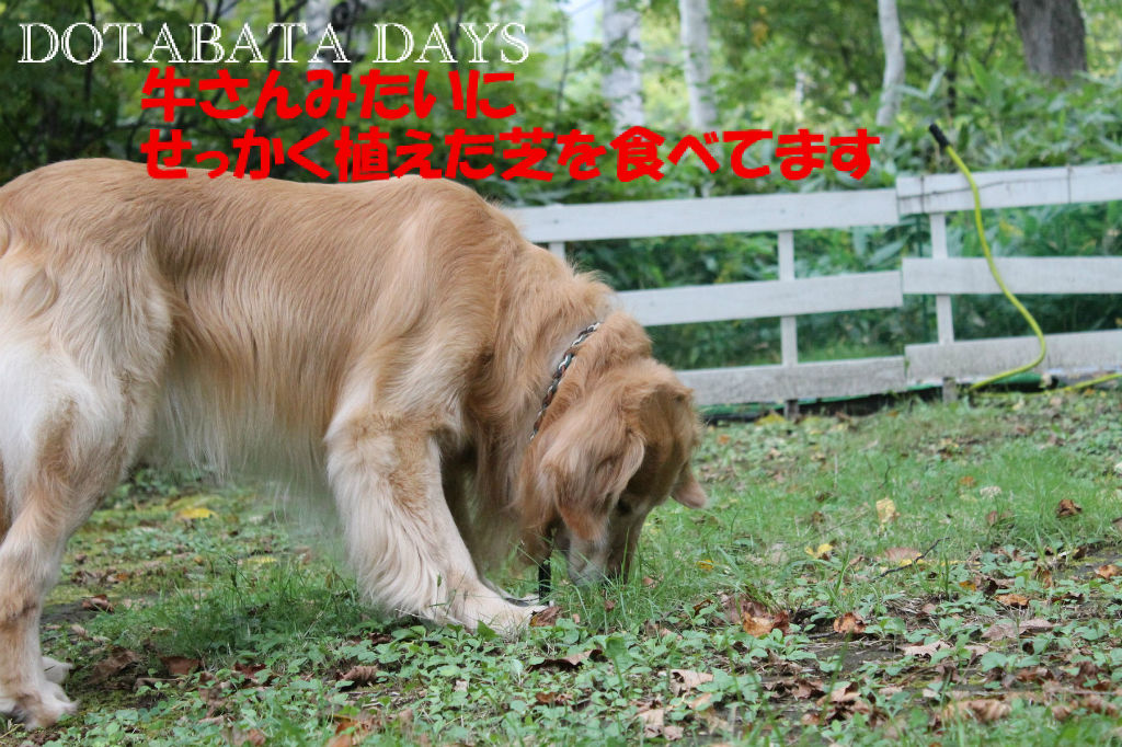 BlogPaint