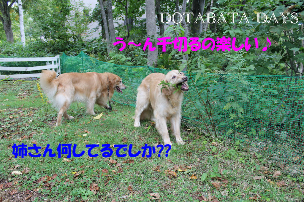 BlogPaint