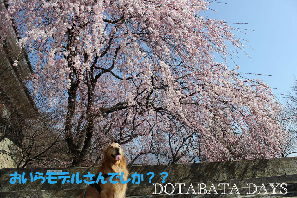 BlogPaint