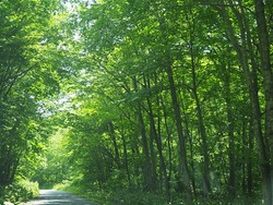 木漏れ陽の山中の路
