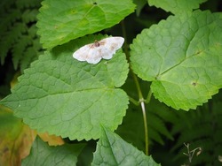 蛾 人より熊より牛より虻