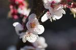 梅の花