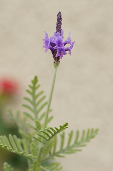 DSC00902a