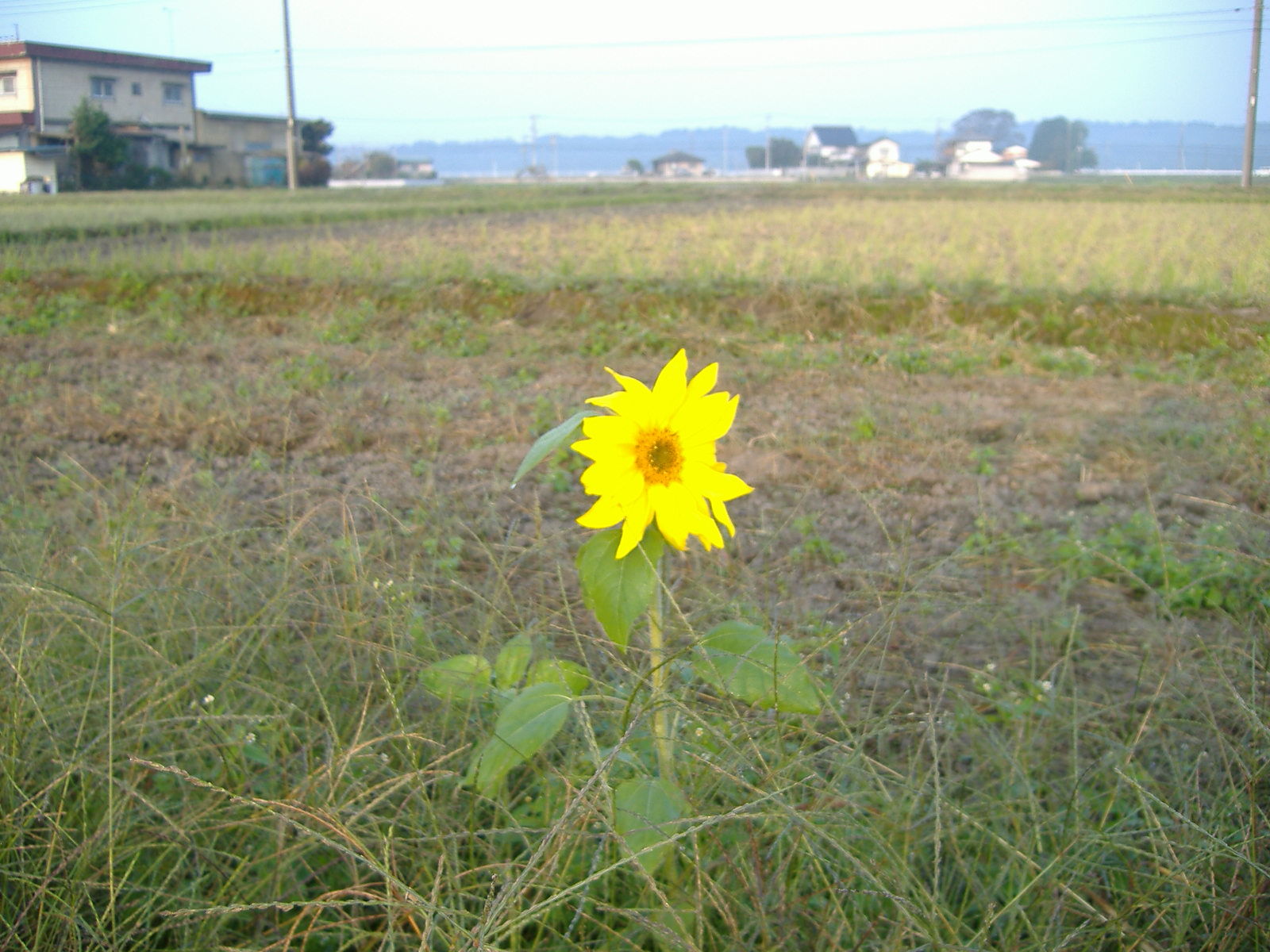 ひまわり 005