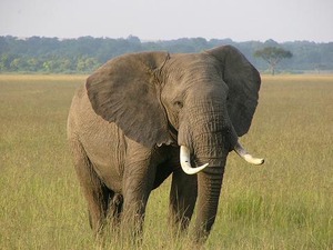 elephant01