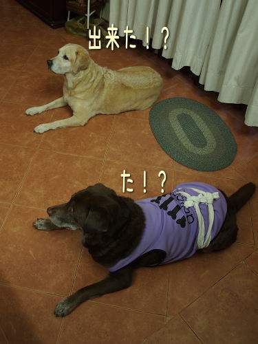 2-7-7