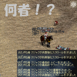 クジャクと遭遇