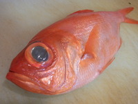 赤色漆器 魚の形状 装飾品　鯛 和食器の和心: 目出鯛飾り 小(W23547) - 縁起物
