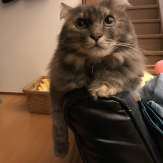 miwa