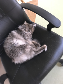 miwa