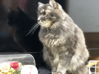 miwa