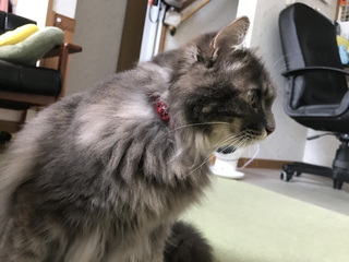 miwa
