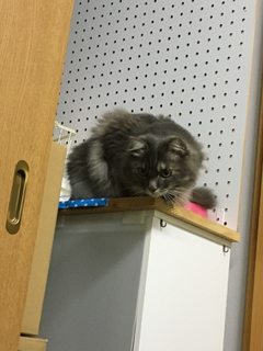 miwa