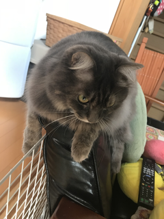 miwa