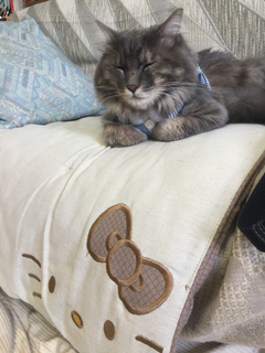 miwa