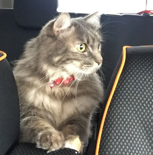 miwa