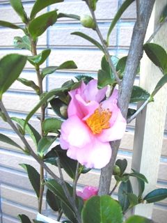 CIMG0786