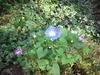 WP_001087