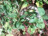 WP_001060