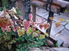 DSC00596