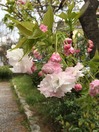 八重桜20170417