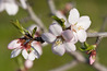 Almond_blossom2