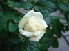 DSC01411