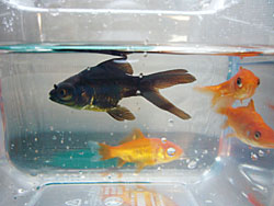 金魚