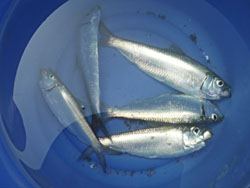 さっぱ釣れた