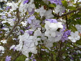 DSCN0553