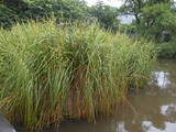DSCN8981