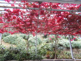 DSCN0907