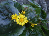DSCN0217