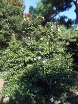 DSCN0641