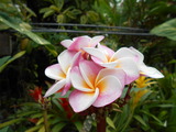 DSCN0917