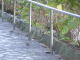 DSCN0212