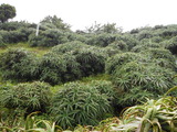 DSCN0900