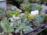 DSCN8672