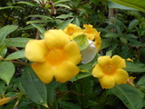 DSCN0919
