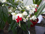 DSCN0927