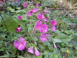 DSCN0218