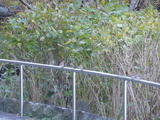 DSCN0216