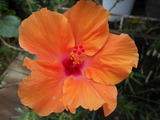DSCN0924