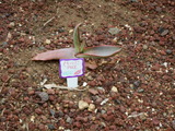 DSCN0904