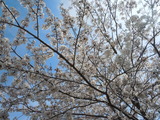 DSCN7141