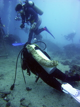 sea cucumber on a diver