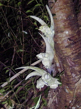 yagi
