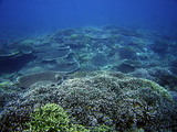 hard coral