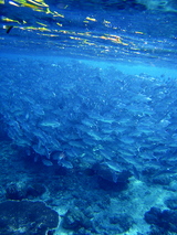 jack fish2