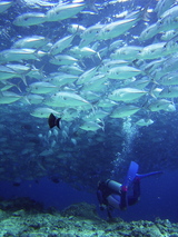 jack fish